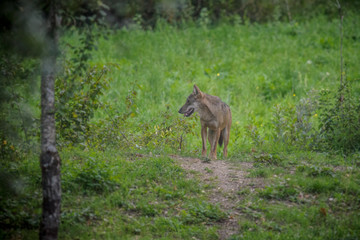 parco nazionale d'Abruzzo