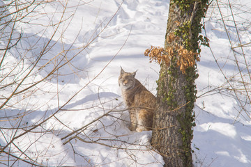 parco nazionale d'Abruzzo