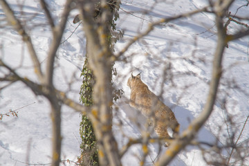 parco nazionale d'Abruzzo