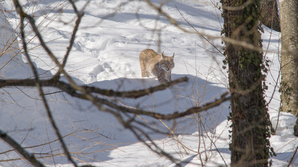 parco nazionale d'Abruzzo