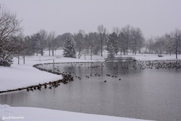 Fototapeta premium Snow and Nature 
