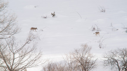 parco nazionale d'Abruzzo