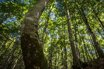 Fototapeta premium parco nazionale d'Abruzzo