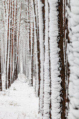 Trunks of trees covered with snow