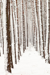 Trunks of trees covered with snow