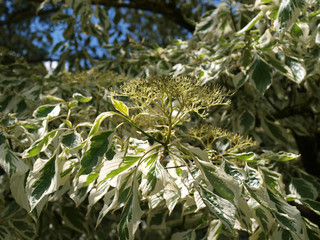 Cornus controversa variegata - Cornouiller des pagodes panaché  Un magnifique arbuste ornemental de parcs au feuilles vertes marginées de blanc crème
