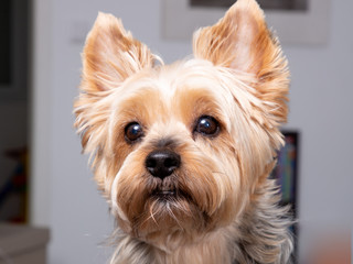 portrait Yorkshire Terrier dog look camera at home