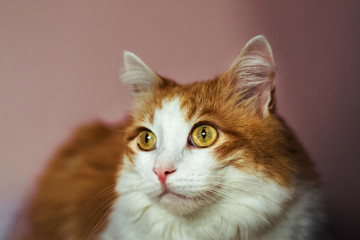 Portrait of a red fluffy cat
