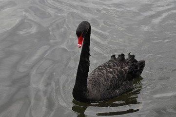 Cigno Nero (cygnus atatrus) © Roberto Montanari