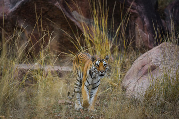 On a beautiful evening A future mother and pregnant tigress on territory marking at Kanha Tiger Reserve, India 