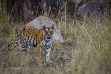 On a beautiful evening A future mother and pregnant tigress on territory marking at Kanha Tiger Reserve, India 