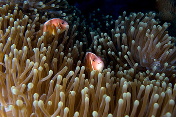 Clownfishes 