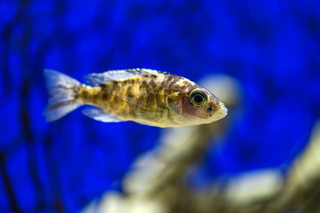 Cichlid fish swims in a transparent aquarium with blue decoration