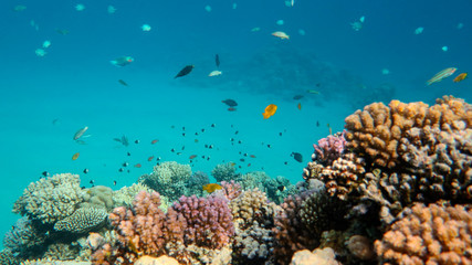 Naklejka na ściany i meble Coral Reef Life Scene, Red Sea