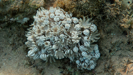 Naklejka na ściany i meble Pulse Coral - Xenia (Octocoral)