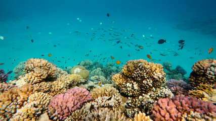 Fototapeta na wymiar Coral Reef Life Scene, Red Sea