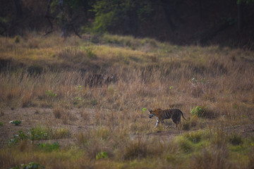 On a beautiful evening A future mother and pregnant tigress on territory marking at Kanha Tiger Reserve, India 