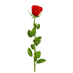 Realistic red rose with leaves isolated on white background for decorate artwork for Valentine or Wedding Invitation card. EPS 10