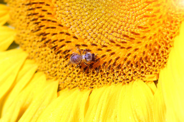 bee on sunflower summer season macro