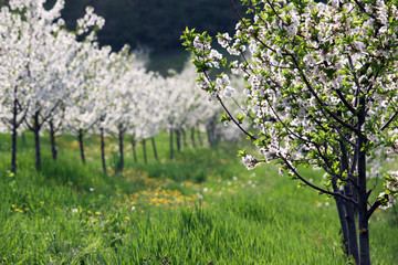 cherry orchard landscape spring season agriculture