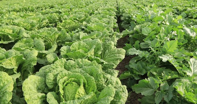 Rows of green chinese cabbage growing at field 