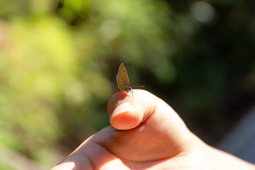 gossamer-winged butterfly on hand of  asian woman in the forest