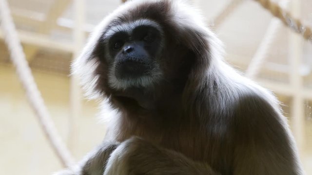 Lar gibbon with a smart look trying to bite the glass at the zoo