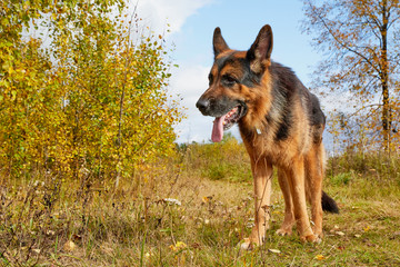 Dog German Shepherd outdoors in an autumn