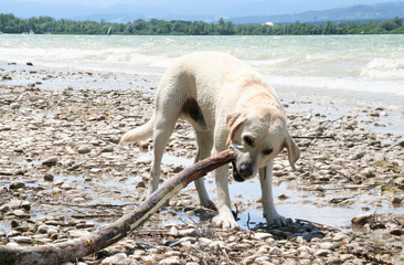 Heller Labrador knabbert Stock am Seeufer