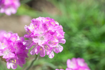 Armeria maritima pink flowers in spring garden