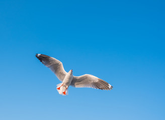 Single seagull flying in a blue sky