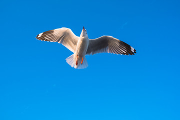 Single seagull flying in a blue sky