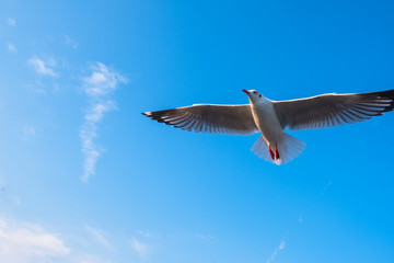 Single seagull flying in a blue sky