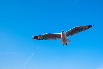 Fototapeta na wymiar Single seagull flying in a blue sky