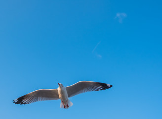 Single seagull flying in a blue sky