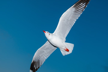 Single seagull flying in a blue sky