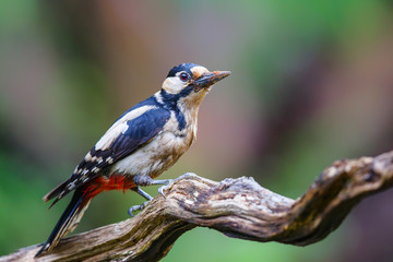Great spotted woodpecker  in the forest- Netherlands