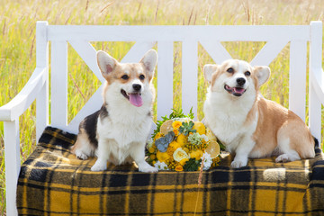 two dogs of Welsh Corgi Pembroke breed sit on a white bench, plaid in a cage, between them a wedding bouquet