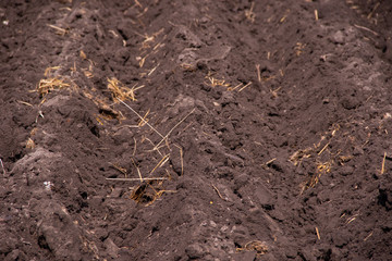 Farm field with planted potatoes in rows of spring field work eco-farm