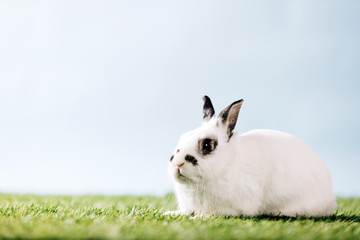 White rabbit laying on green meadow.