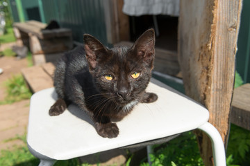 Little colorful kittens on a farm on a summer day