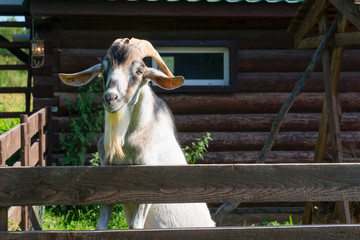 Obraz premium A curious goat with large horns peeping out of the pen