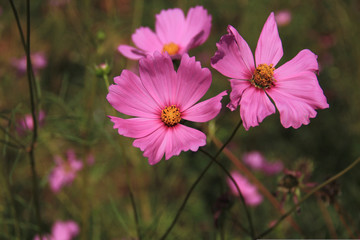 pink flowers in garden