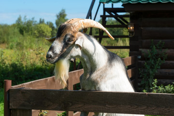 A curious goat with large horns peeping out of the pen