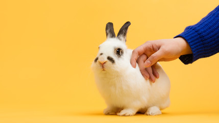 Hand petting white bunny on yellow background.