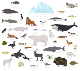 Ice sheet and polar desert biome. Terrestrial ecosystem world map. Arctic animals, birds, fish and plants infographic design © a7880ss