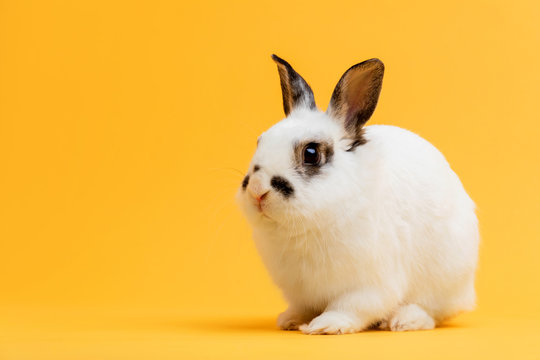 Little Bunny Sitting On Yellow Background.