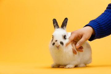 Woman's hand petting white bunny.