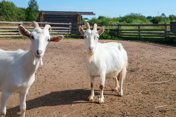 Goats in the pen in the village on a summer day