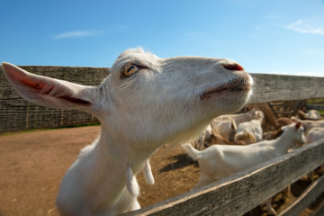 Curious goat dreamily looks at the blue sky from the paddock